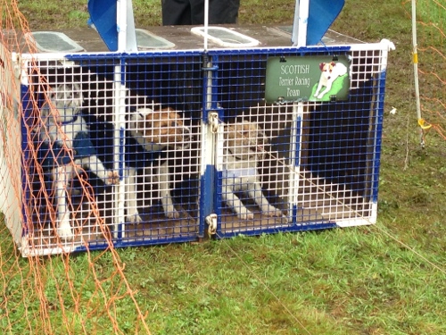 Terrier racing 1