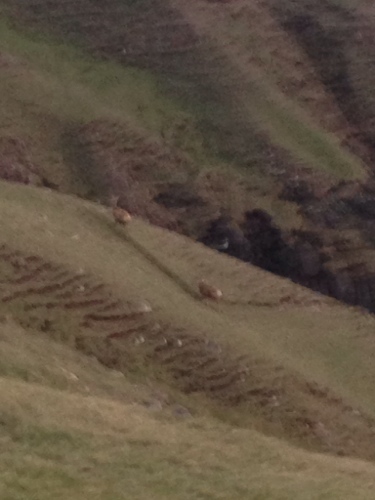 Cape Wrath - Red Deer coming joint me for the evening