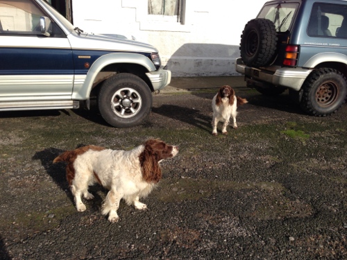 Cape Wrath - Spring spaniel patrol