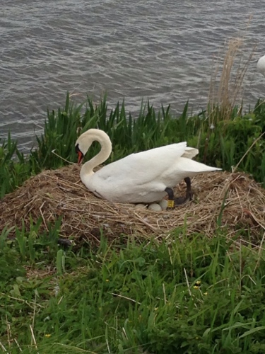 Nesting swan 2