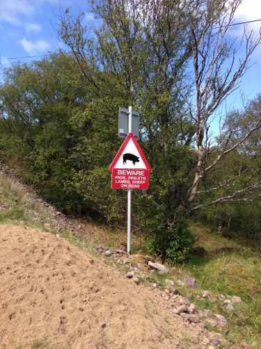Pigs on the road warning