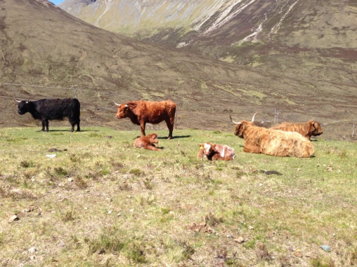 Posing Highland Cattle