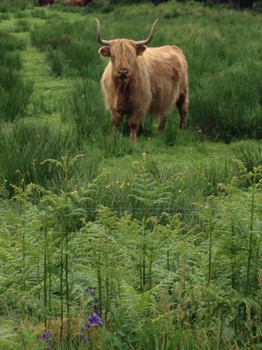 Highland cattle 2 Highland cattle 2