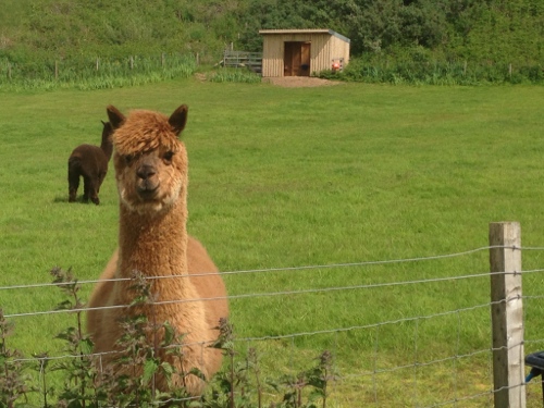Llamas on patrol Llamas on patrol