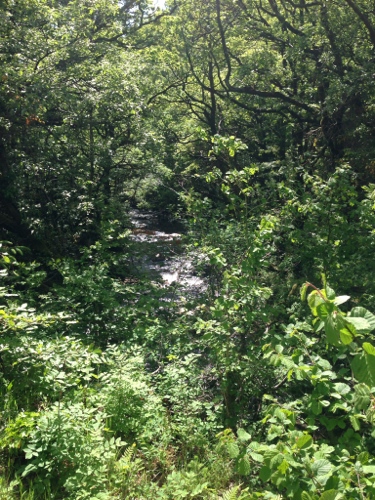 Lush vegetation next to mountain stream