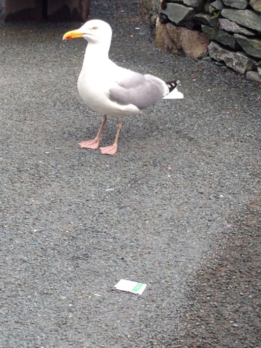 Seagull friend, but he only wanted me for my cheese