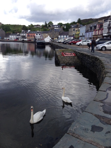 Tarbert harbour and swans