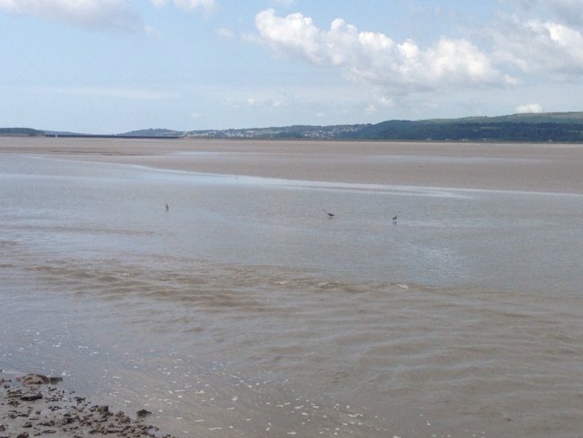 Herons fishing in the River Kent