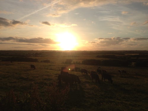 Sun going down over some cows