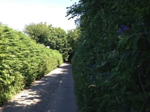 Narrow country lanes out of Salcombe