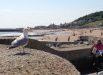 Lyme Regis - Seagull