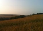 Morning on the South Downs 2