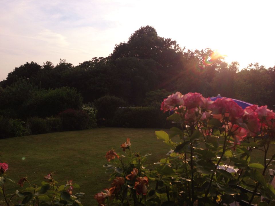 Sunset in the garden