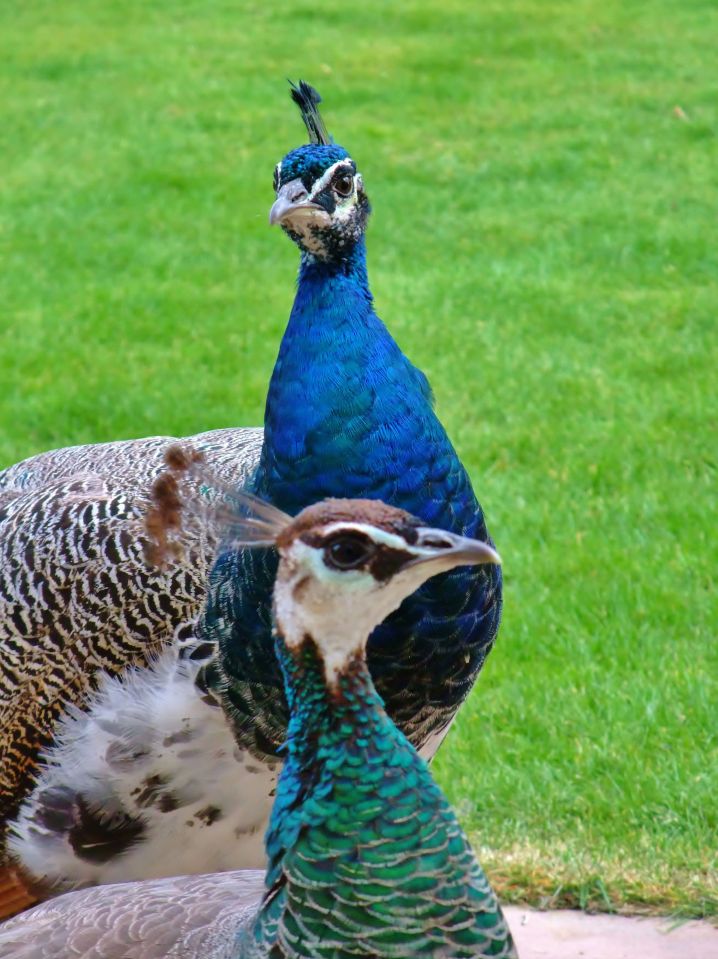 Peacocks