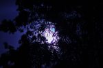 Moon shining through tree in Bawburgh 2