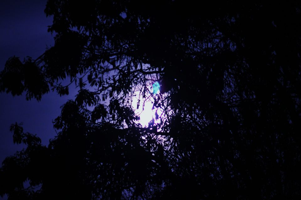 Moon shining through tree in Bawburgh 2