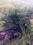 Ancient wishing tree near Loch Melfort