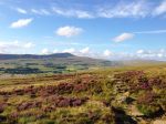 Ingleborough - through the bonny heather