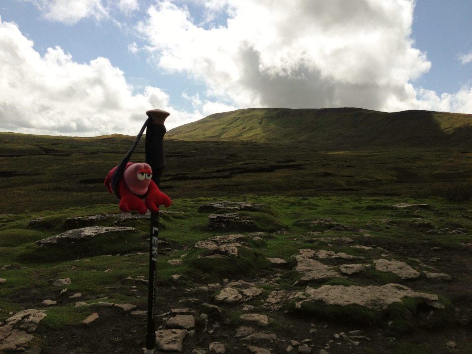 Whernside ascent - Lobster taking a break
