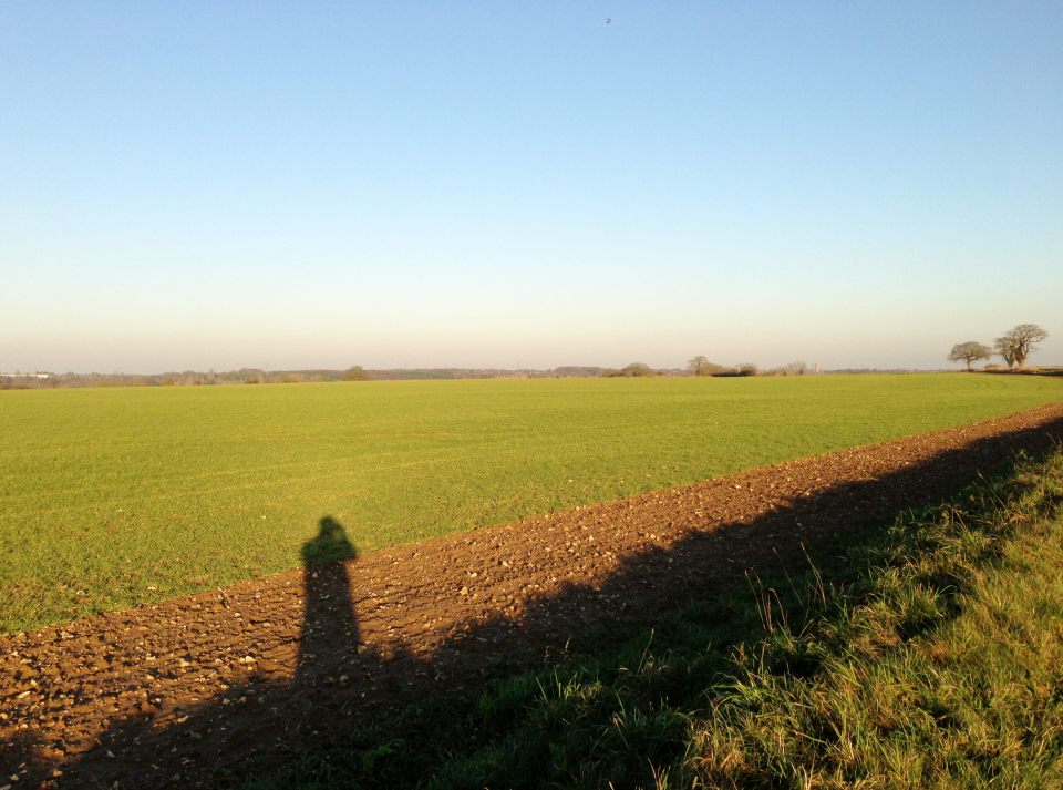 Fields sprouting green