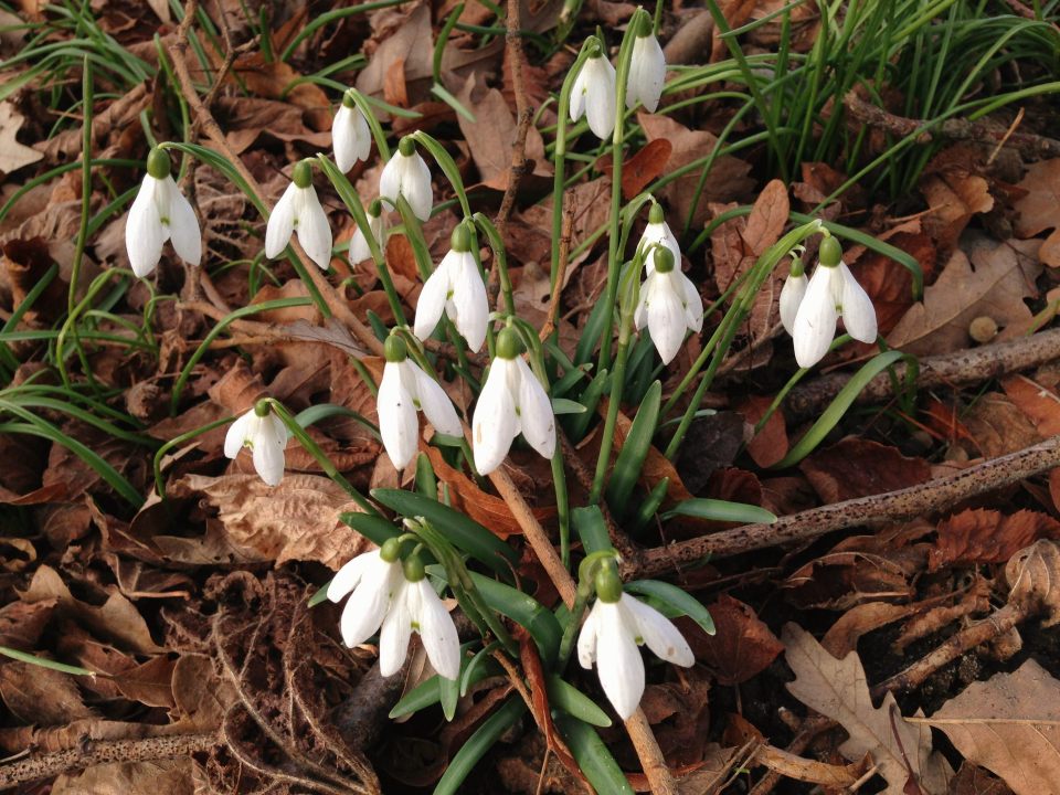 Snowdrops